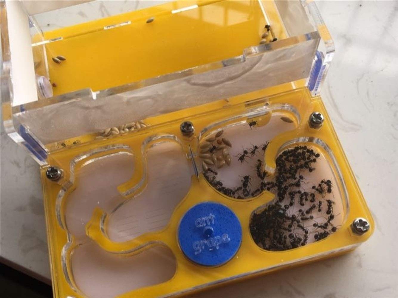 Ant Farm Design