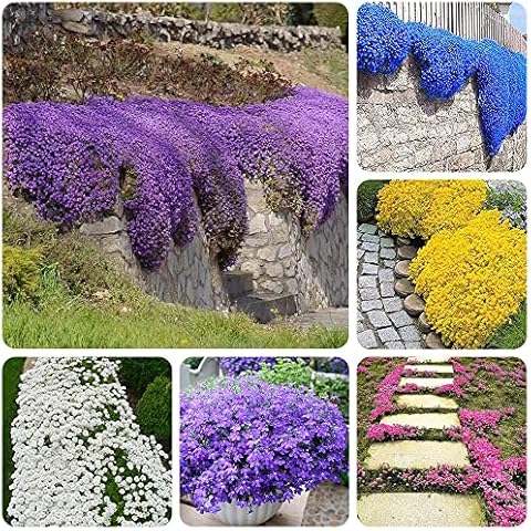 3000+ Mix Creeping Thyme Seeds Ground Cover for Planting - 6 Colours Individually Packed Thymus Serpyllum Heirloom Blue, Purple, White, Red, Green, Yellow Beautiful Perennial Flower Cover