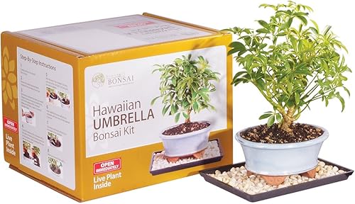 Miniatura 13 de Brussel's Live Hawaiian Umbrella - Árbol bonsái para interiores en maceta de roca (paquete de 2) – 5 años de edad; 5 a 8 pulgadas de alto