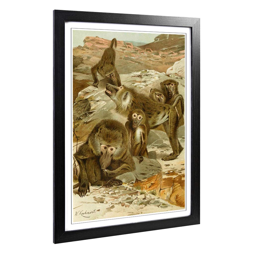 Big Box Art Framed Print of Vintage W Kuhnert Baboons Design | Wall Art Picture | Home Decor for Kitchen, Living, Dining Room, Bedroom, Hallway, Office, Black, A2 / 24.5x18 Inch / 62x45cm