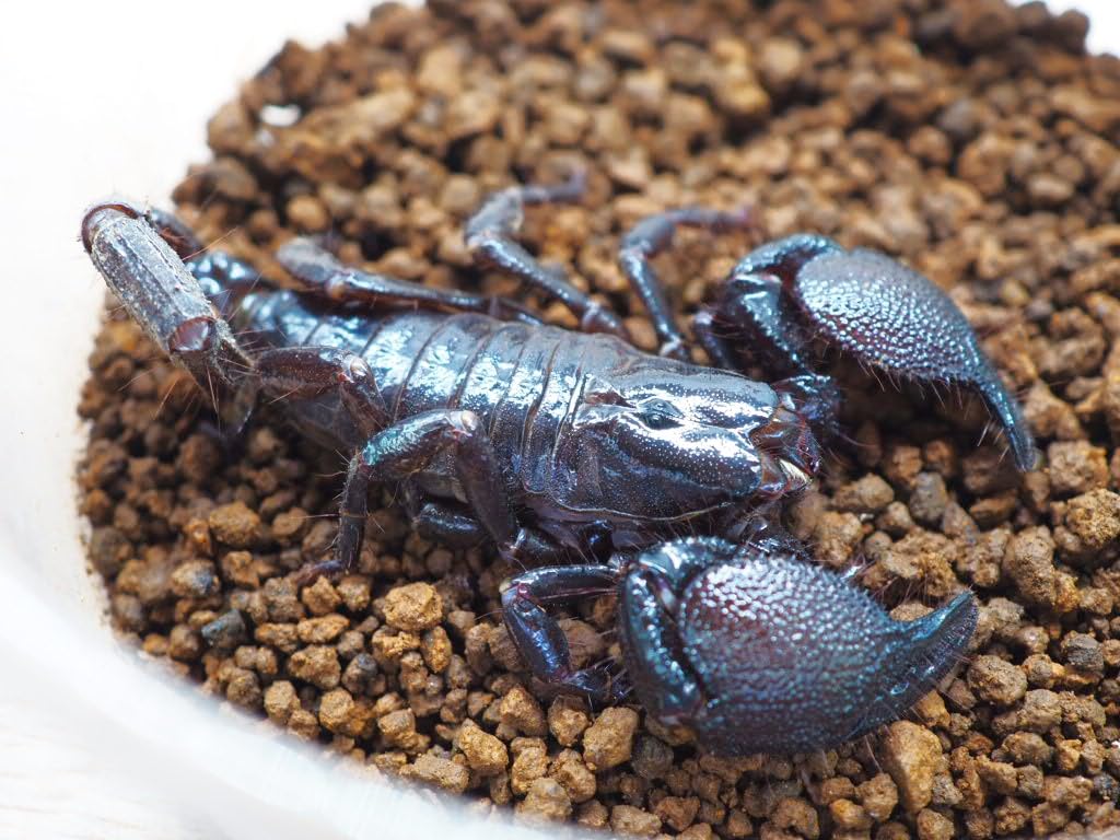 虫類 ダイオウサソリ スコーピオン ♀ アダルト