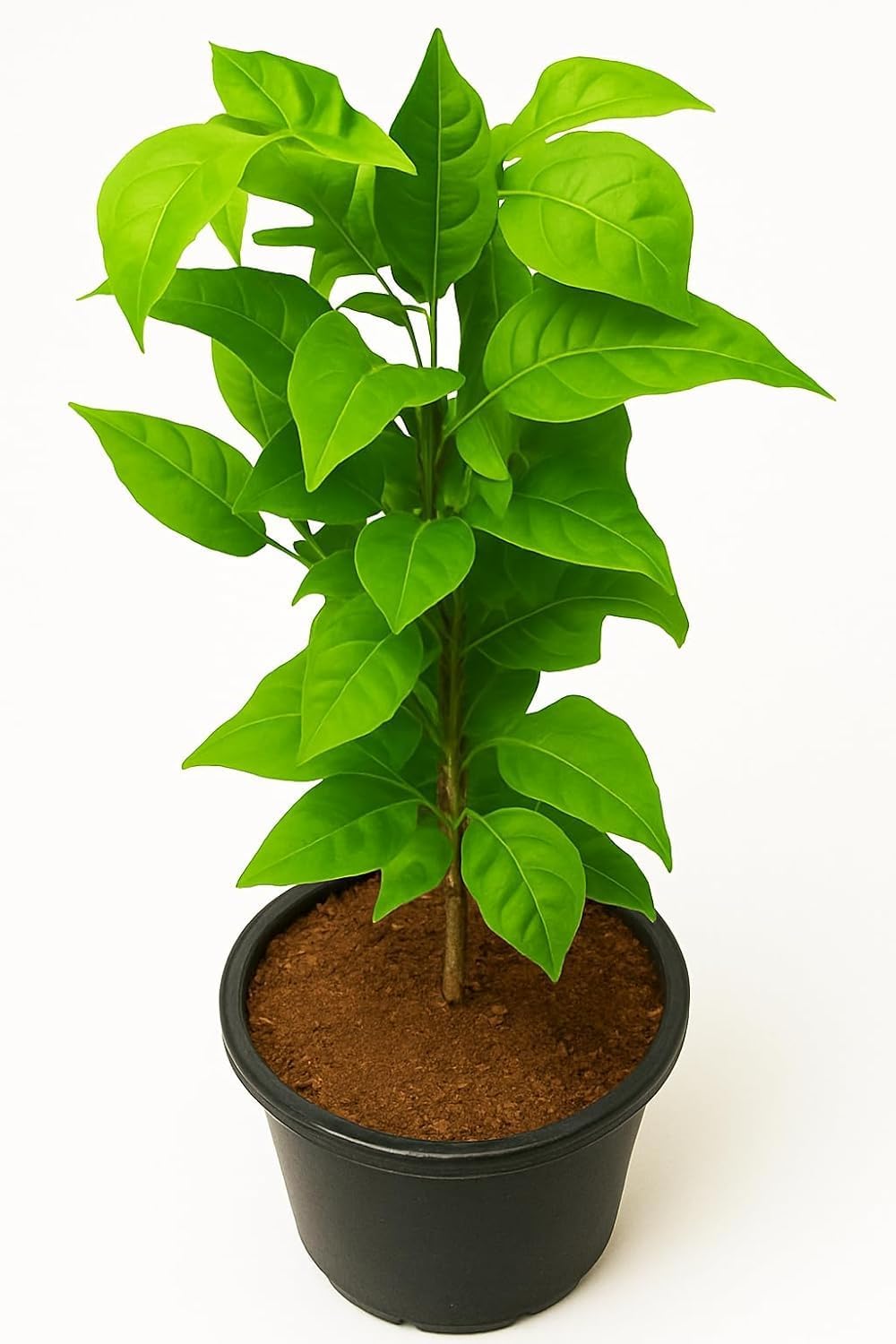 Live Bel Patra Plant (Bael Plant/Bilva Plant) – Sacred or Fruit Housepalnt Aegle Marmelos Tree for Home Garden, Temple & Outdoor Growing | Healthy Live Plant in Pot (PACK OF 1)-image-20