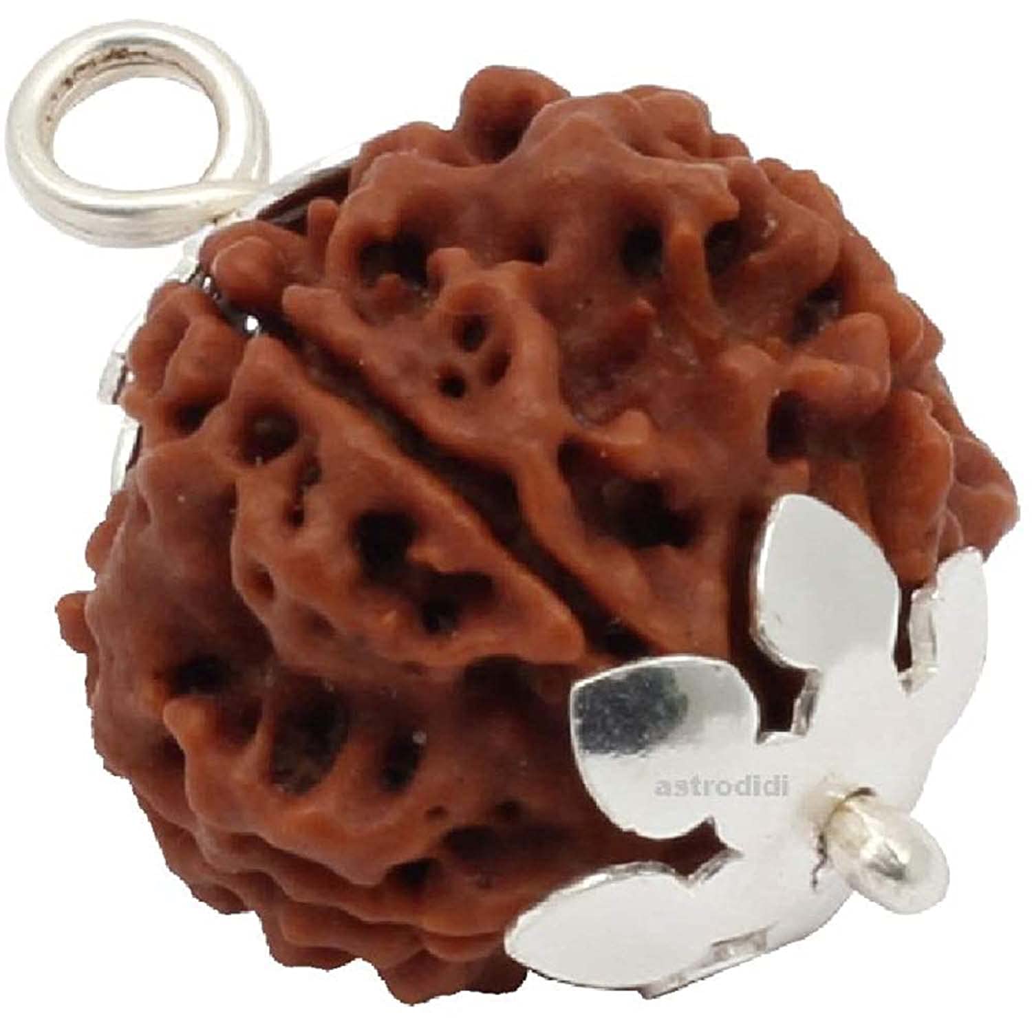 Rudraksha 6 Mukhi du Népal marron pour approfondir votre méditation