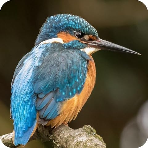 Six Kingfisher Aluminium Coasters with Gift Box Cover