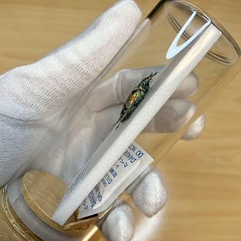 美品　昆虫標本２匹　テナガカミキリ　ケース付き lis023-1nsab1.jpg