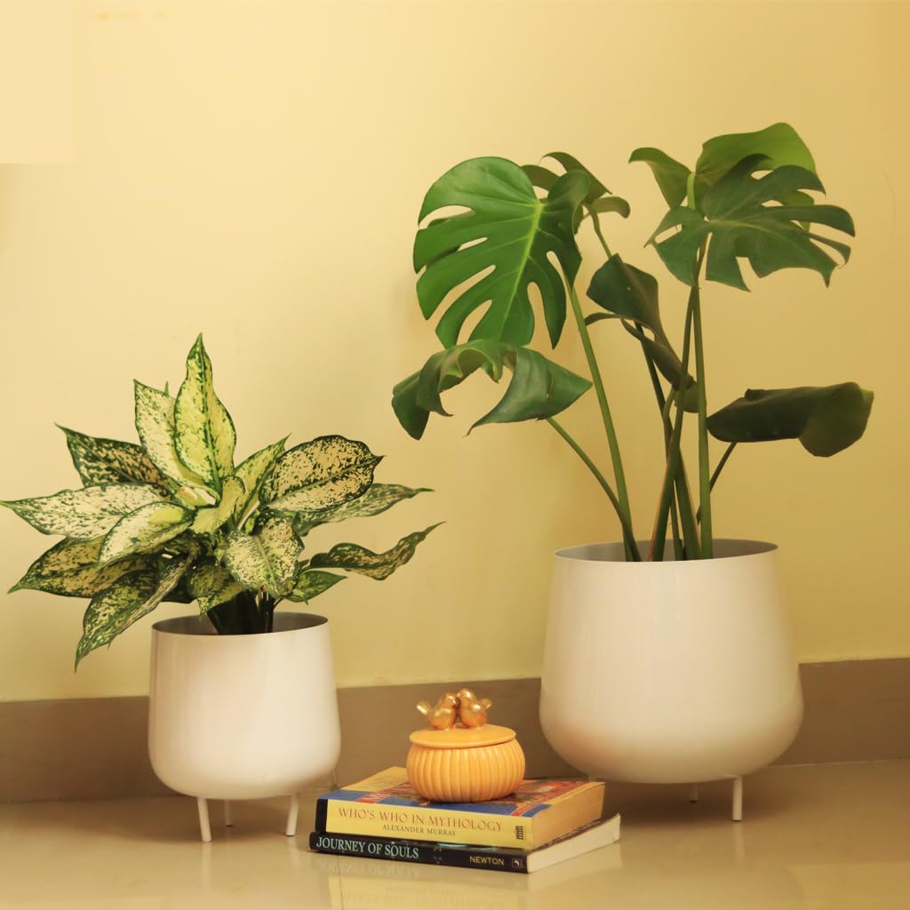 See full amazon price history chart for TrustBasket Jalsa Planter Set of 2 (White) | Heavy Duty Highly Durable Floor Pot for Living Room, Indoor and Outdoor, Balcony, Home Decor Metal Planter TrustBasket Jalsa Planter Set of 2 (White) | Heavy Duty Highly Durable Floor Pot for Living Room, Indoor and Outdoor, Balcony, Home Decor Metal Planter (B098MMF225) Amazon Price History, Amazon Price Tracker