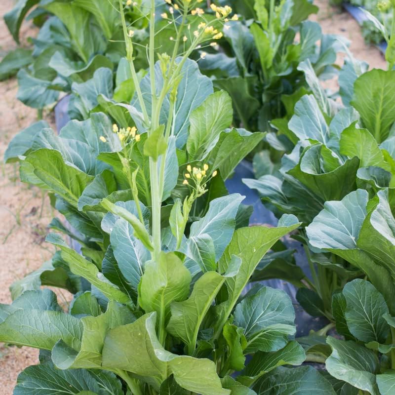 Miniatura 3 de 300 semillas asiáticas Yu Choy Choi Sum Hoy Sum Repollo chino Plantación Adornos Jardín Perenne Fácil de cultivar Macetas Regalos
