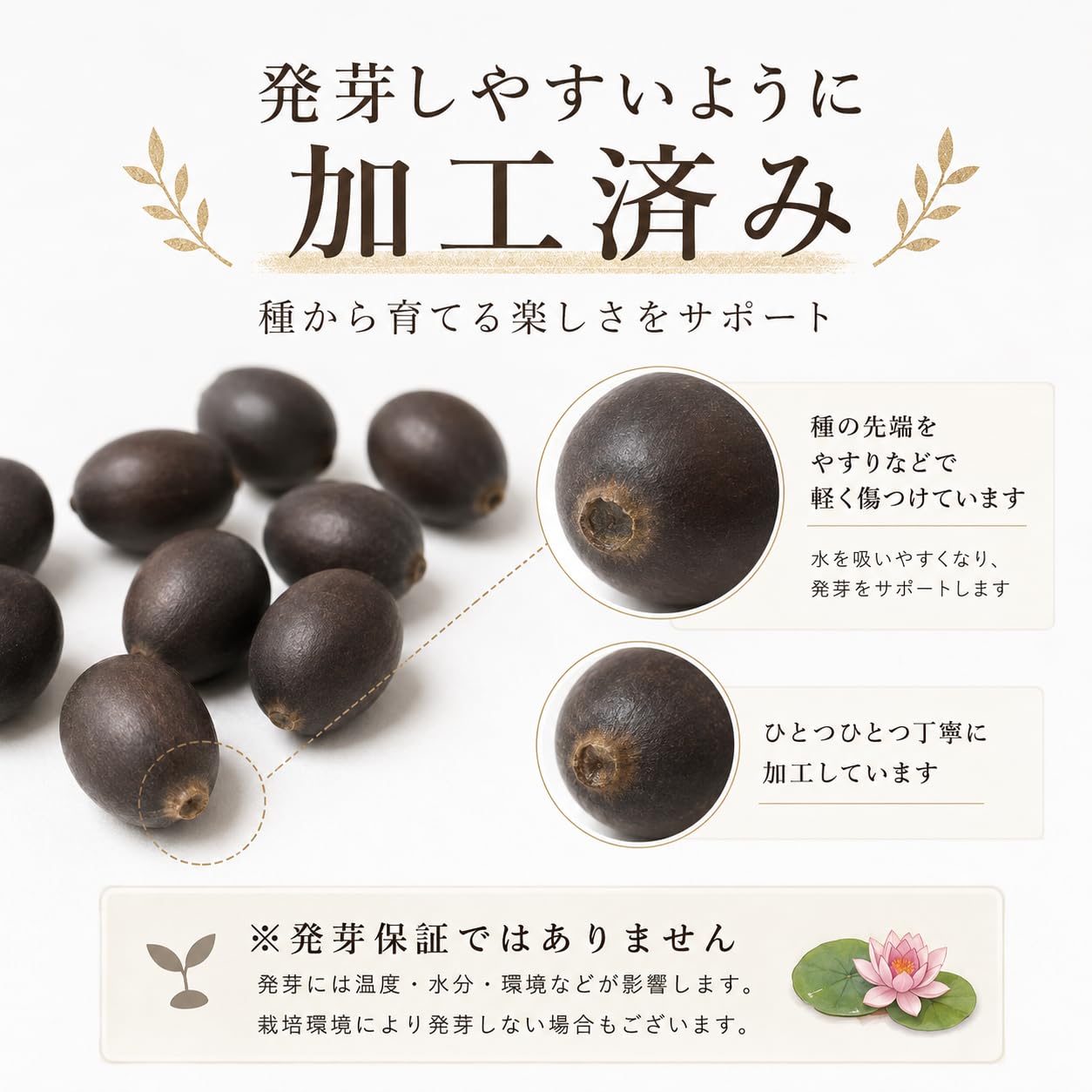 Amazon.co.jp: 【10粒＋予備1粒】ミニハスの種 茶碗蓮 ハスの種 ミニ蓮