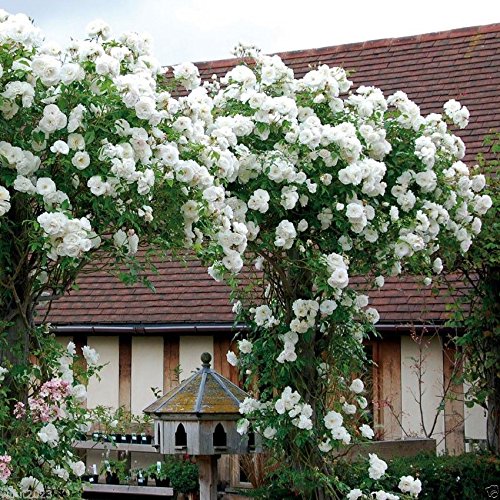 100PCS Climbing Rose Seeds Rosa Multiflora Perennial Fragrant Flower New White 100PCS Climbing Rose Seeds Rosa Multiflora Perennial Fragrant Flower New White