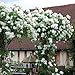100PCS Climbing Rose Seeds Rosa Multiflora Perennial Fragrant Flower New White
