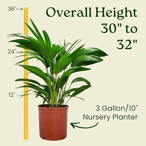 Miniatura 3 de Palmera Fuente - Palmera de Abanico - Altura Total de 30" a 32" - Planta Grande - Planta de Interior - Plantas Tropicales de Florida (Solo Planta)..