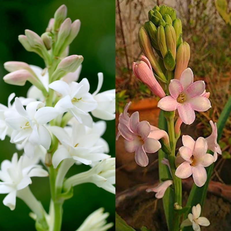 Rajanigandha Double Patel Tuberose Flower Bulbs for Home Gardening Pack of 15 Multicolour Bulbs-image-49
