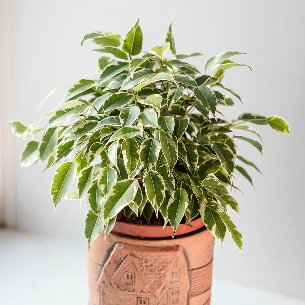 YouGarden Weeping Fig House Plant, Ficus benjamina Kinky with Jute Stem, Indoor Plant in 12cm Pot, for Home, Office or Living Room, Ready to Plant and Display