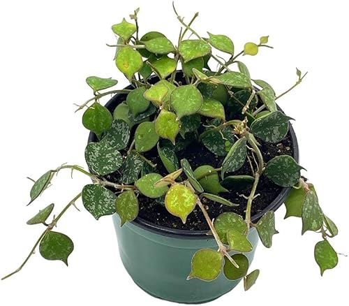 BubbleBlooms Hoya Curtisii, planta viva limitada muy rara, en maceta de 4 pulgadas