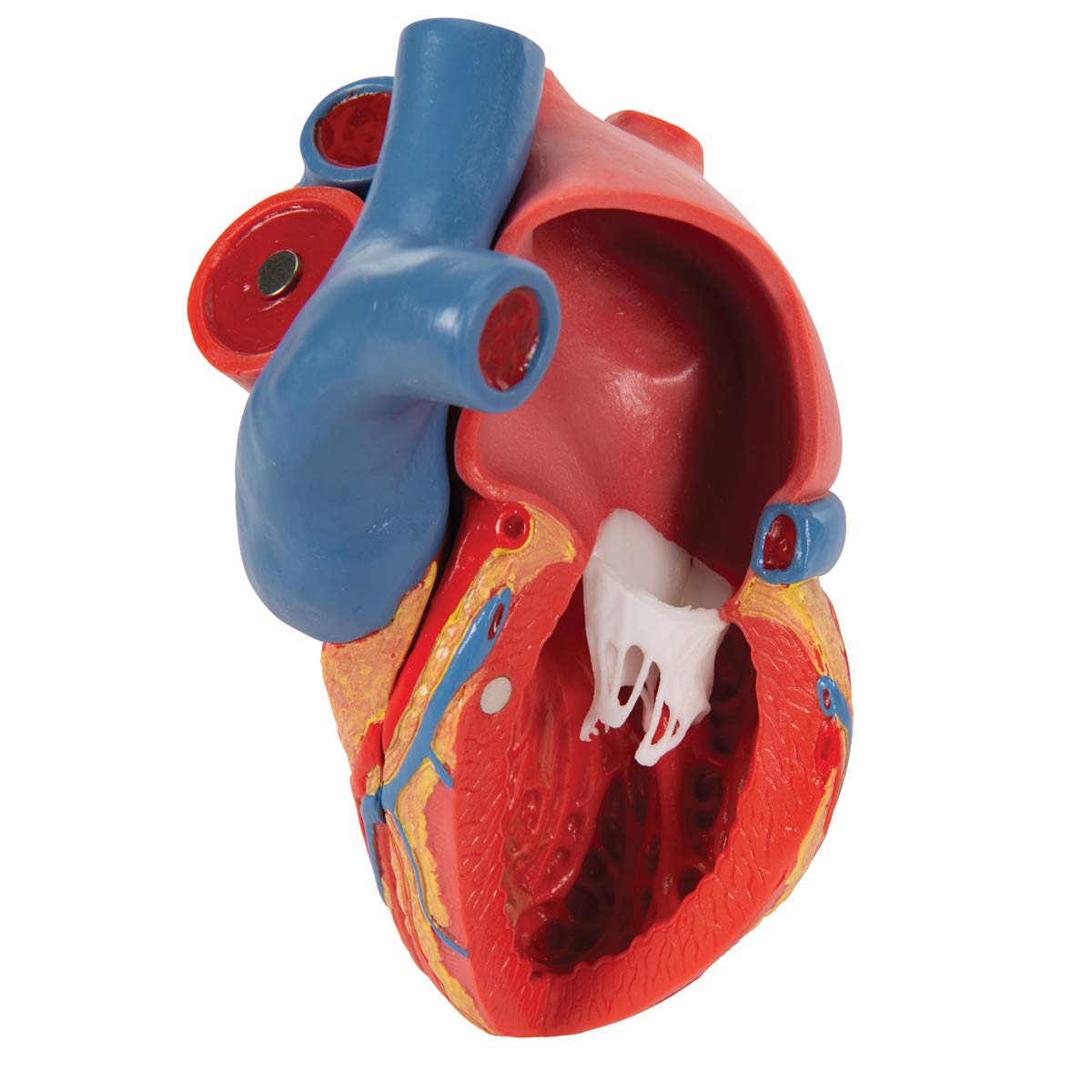 3B Scientific naukowa anatomia człowieka - model serca na podstawie, 5 części darmowe oprogramowanie anatomiczne - 3B Smart Anatomy