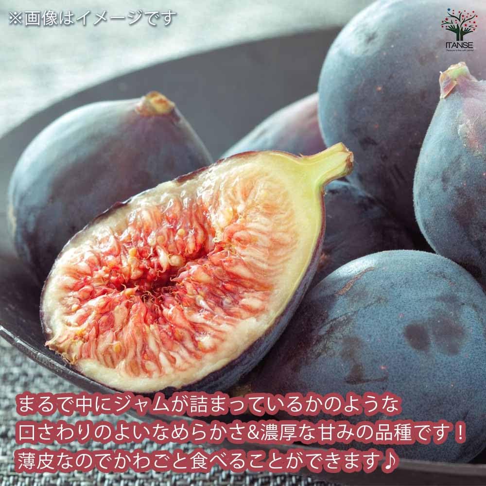 Amazon.co.jp: ITANSE 久留米イチジク苗 くろあま 12cmポット 1