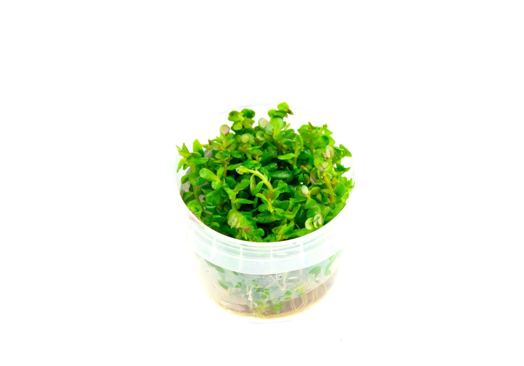 Tropica Rotala 'bonsai' 1-2 GROW! (Ammania Bonsai)