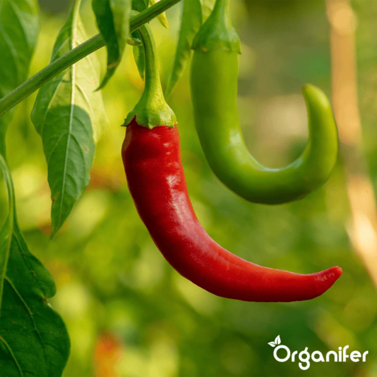 Paquetes De Semillas De Pimiento Y Pimentón | Semillas Para El Jardín - Semillas De Pimiento - Semillas De Jalapeño - Semillas De Hortalizas - 14 Variedades - Organifer