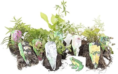 Image Lincolnshire Pond Plants Native Marginal 8 Pack - bareroot Image Lincolnshire Pond Plants Native Marginal 8 Pack - bareroot