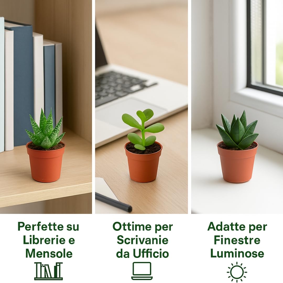Set di 20 Piante Grasse Vere Senza Spine, Vaso 5,5cm, Mini Piantine da Interno ed Esterno - Piante Succulente Ideali per Scrivania, Casa e Ufficio - Le piantine variano in base alla disponibilità