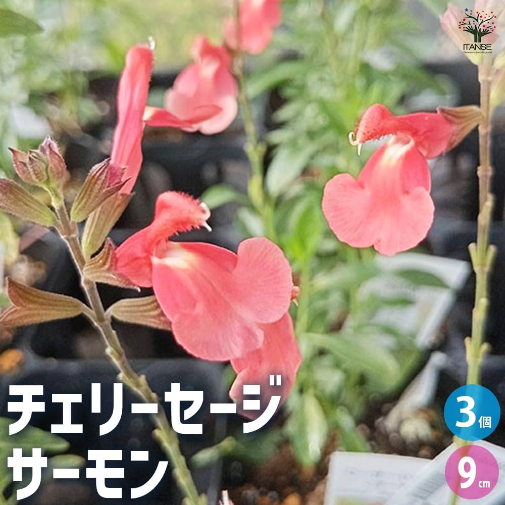 61nbtFU8-sL._AC_UF1000,