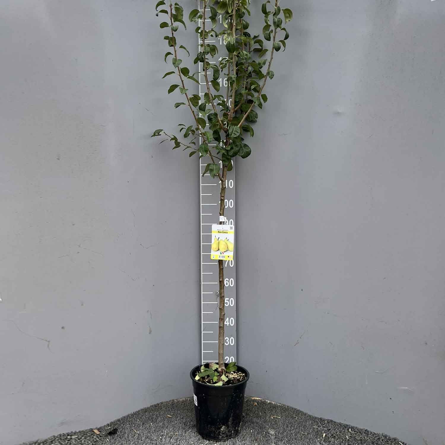 SAVINI VIVAI Pianta di Pero Coscia Piante da Frutto Albero di Pera in vaso 22-24 cm 2-3 Anni Altezza 130-150 cm Made in Italy