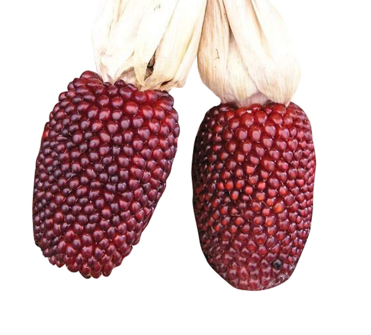 VIBEX -® VXL-802 Fast Growing Imported Strawberry Corn Seeds (B08YX518GK) Amazon Price History, Amazon Price Tracker