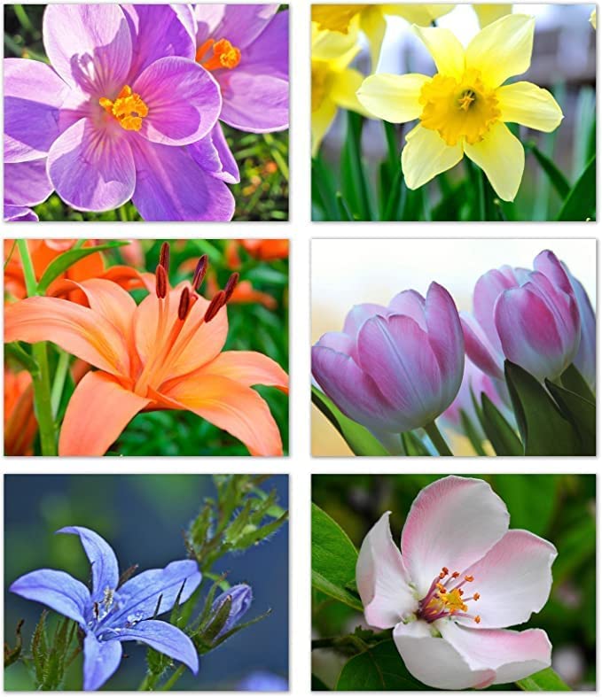 Small World Greetings Kolibri & Blumen Grußkarten – 24 Karten Mit Umschlägen, 4 Designs, A2 (14x10,8 Cm), Blanko Innen