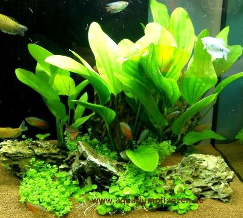 Aquarium Set 100-120l, Pflanzen, Kies, Deko (VIII)