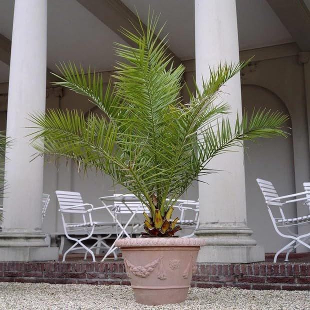Roots Plants Phoenix Canariensis Canary Island Date Palm Tree | Large Potted Architectural Evergreen | Hardy Tropical Looking Feather Palm for Patio Decking or Conservatory (2 Litre)