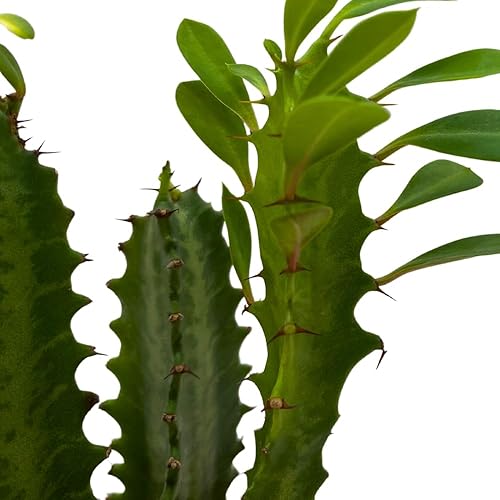 Miniatura 4 de BubbleBlooms Árbol de leche africano original, 4 pulgadas Euphorbia trigona verde