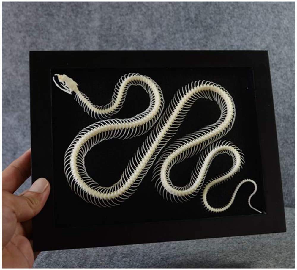 Amazon.co.jp: ヘビの骨格標本-ヘビの骨格モデル透明樹脂骨格標本動物