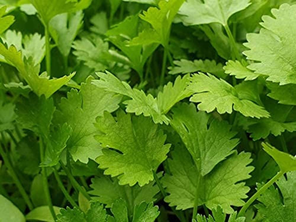 Herb Plants - 'Coriander' - 1 x Full Plant in a 9cm Pot - Garden Plants ...