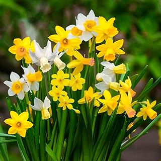 15 x Dwarf Daffodil Mixed – Spring Flowering Bulbs - Scented Yellow Blooms – Perennial – Compact & Free Flowering – for Your Beautiful Garden
