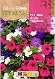Semillas Petunia Péndula Balcón Hibrida (Surfinia)
