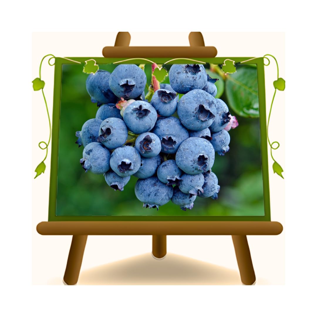 Mirtillo Nero Gigante Americano Chandler Pianta da Frutto | Resistente alla siccità - Vaso 20 cm - Altezza 50-100 cm