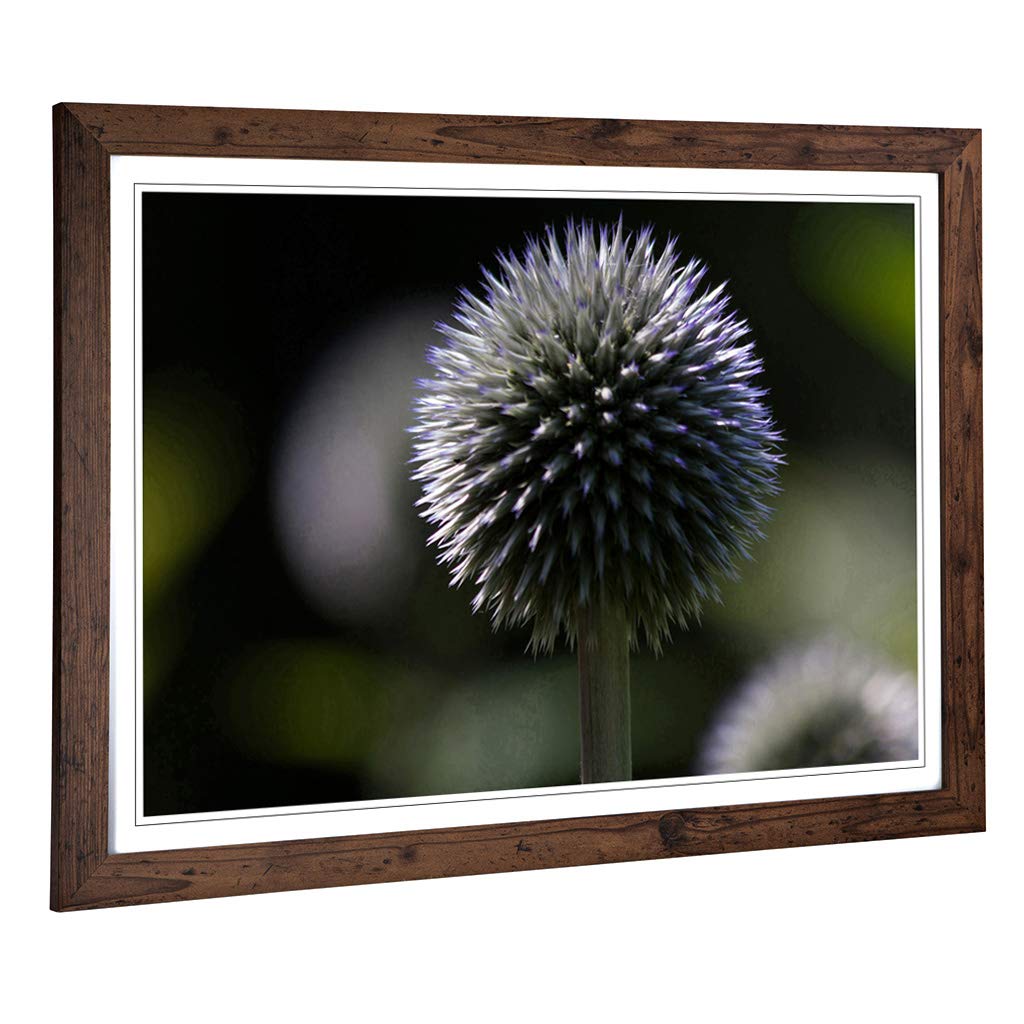 Big Box Art Framed Print of Flower Globe Thistle (1) Design | Wall Art Picture | Home Decor for Kitchen, Living, Dining Room, Bedroom, Hallway, Office, Walnut, A2 / 24.5x18 Inch / 62x45cm