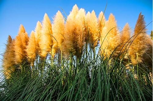 600 Cortaderia Selloana Grass Seeds, Ornamental Feathery Perennial Flower Seeds for Planting, Rare Ornamental Grass Seed for Home Garden Yard Decorative Flowers Yellow Pampas.