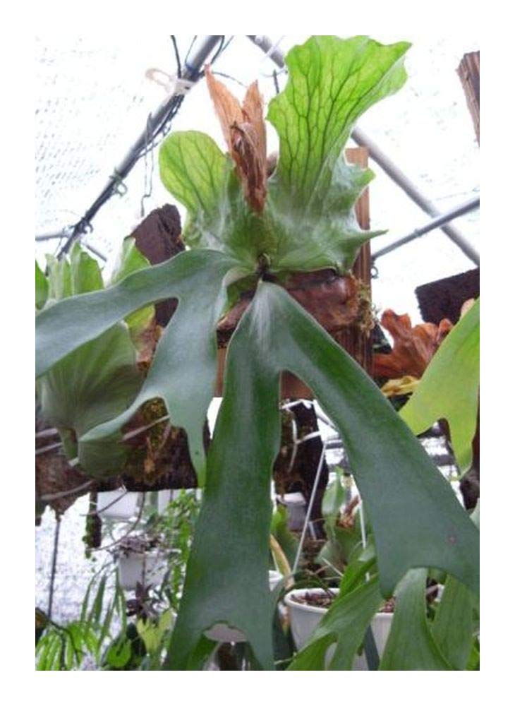 Platycerium stemaria - Triangel-Geweihfarn – Grünes Elchgeweih - 10 Samen