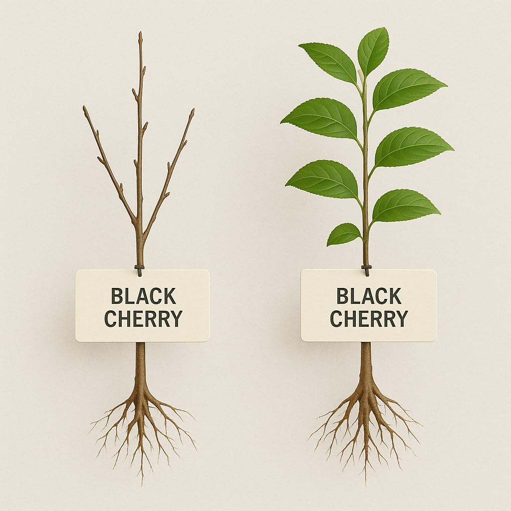 Black Mountain Cherry Tree, Live Bareroot Sapling, 12-18 inches