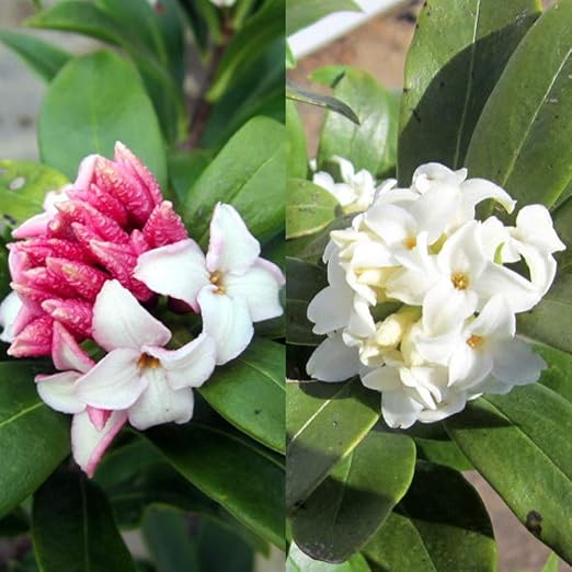 Amazon Co Jp 赤 白の2本セト 沈丁花 ジンチョウゲ 赤 25cm前後 白25cm前後 根鉢含まず Diy 工具 ガーデン Amazon Co Jp 赤 白の2本セト 沈丁花 ジンチョウゲ 赤 25cm前後 白25cm前後 根鉢含まず Diy 工具 ガーデン