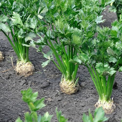 Semillas de apio nabo, semillas de viejas de invierno 200pcs