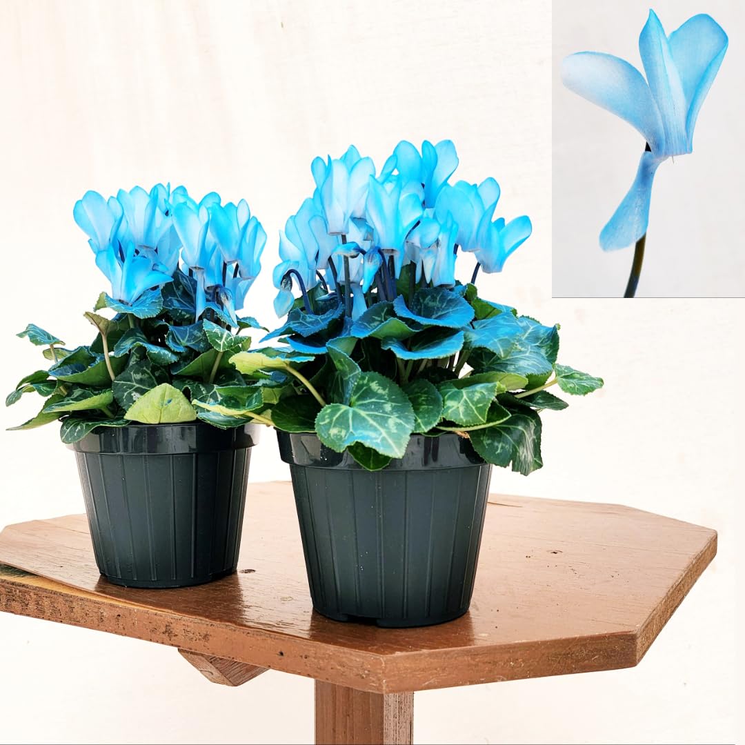 POWERS TO FLOWERS - CICLAMINO ILLUSIA, 2 PIANTE, VASO 11CM DIAMETRO, piante vere