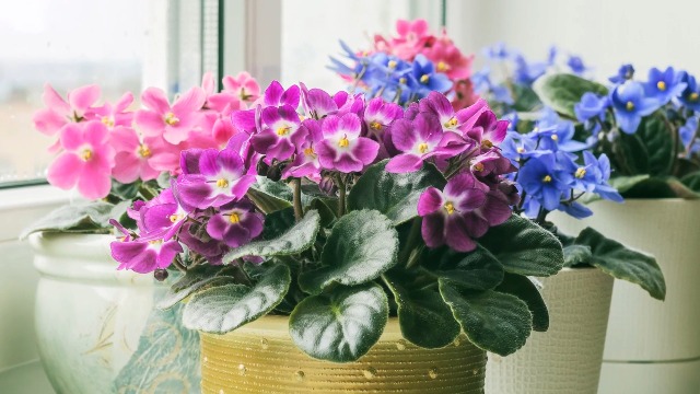 Amazon.com : EZ-GRO 20 20 20 All Purpose Fertilizer - All