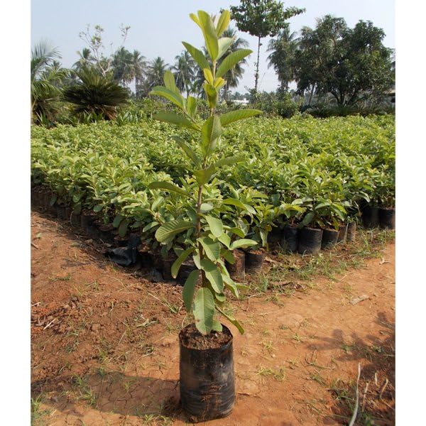 Image of Guava Plant Hybrid Air Layering, 1 Plant (Banarasi Surkha Guava),CF SG46