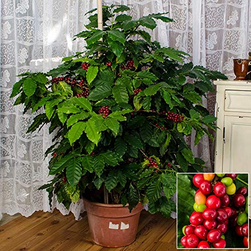 See full amazon price history chart for Creative Farmer Garden Fruit Plant Coffee Tree Arabica - Typica Shrub Border Plant Live Plants for Office Plant(1 Healthy Live Plant) Creative Farmer Garden Fruit Plant Coffee Tree Arabica - Typica Shrub Border Plant Live Plants for Office Plant(1 Healthy Live Plant) (B07PS96KDT) Amazon Price History, Amazon Price Tracker