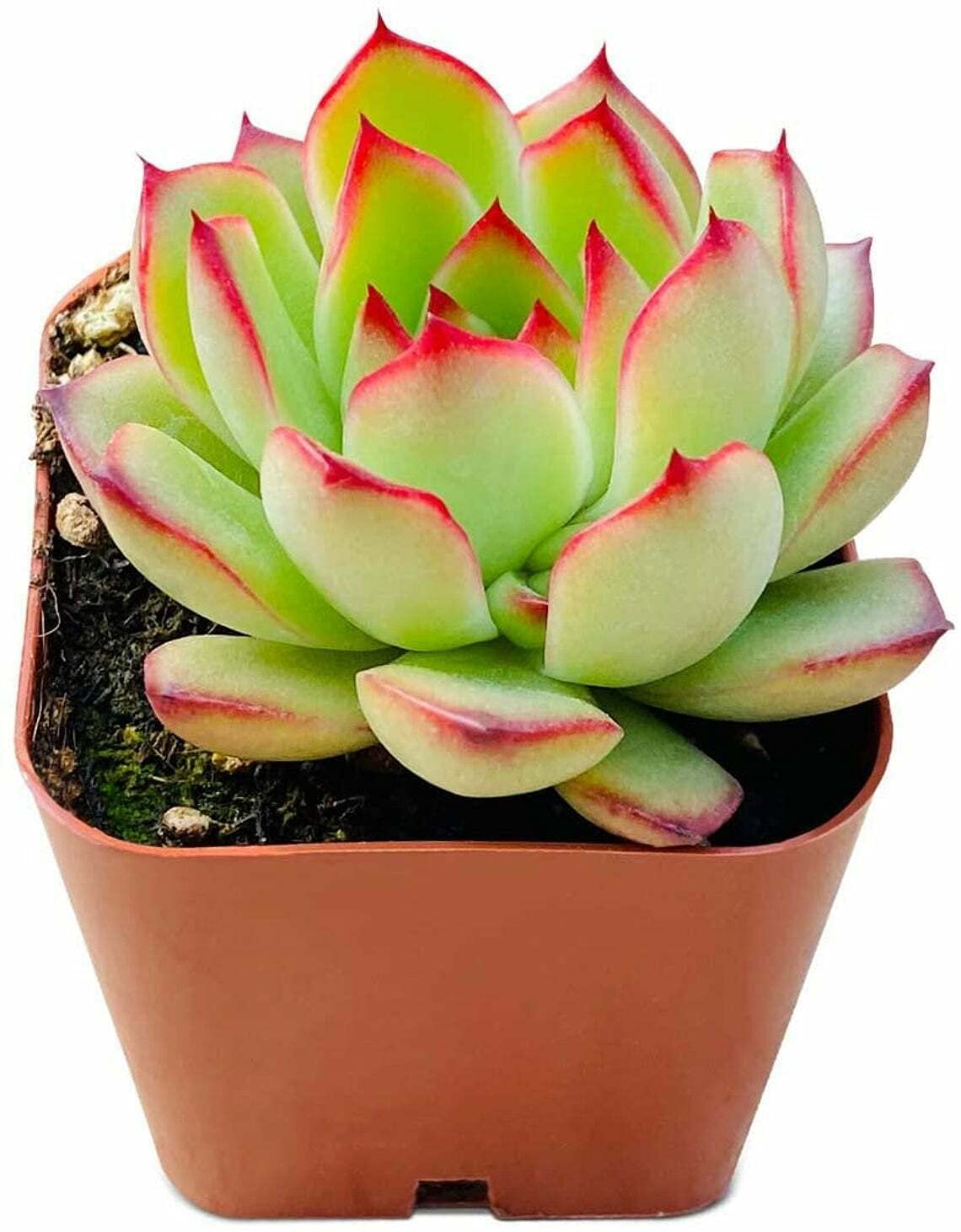 Amazon.com: Zaylee Garden 1 planta viva de Echeveria Puli