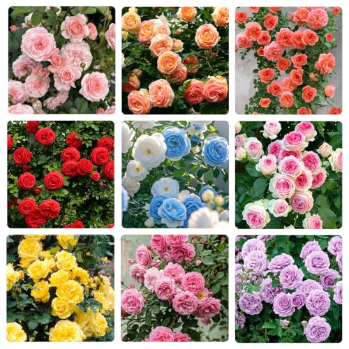 255+ Mix Climbing Rose Seeds for Planting - Fragrant,Perennial Shrub