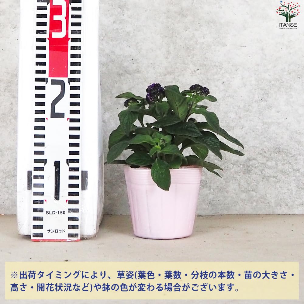 Amazon.co.jp: ヘリオトロープ・ブライドブルー 3.5号ポット 2個セット