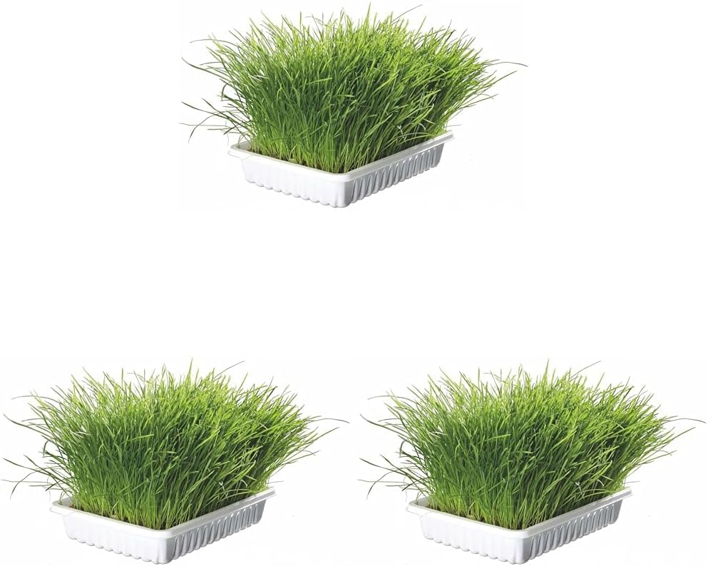 Analyse le titre du produit suivant : Trixie TX-4235 Herbe à Chat 100 g (Lot de 3). Reformule ce titre en utilisant des termes et expressions typiques des recherches d’avis produits en ligne. Assure-toi que le nouveau titre inclut : Les caractéristiques principales du produit. Les bénéfices ou points forts qui attirent les consommateurs. Des mots-clés spécifiques que les utilisateurs pourraient taper dans Google lorsqu’ils cherchent des avis sur ce type de produit. Par exemple, utilise des phrases comme ‘meilleur’, ‘avis complet’, ‘test’, ‘comparatif’, ou ‘guide d’achat’. returne le meilleur titre sans aucun commentaire. Limite le titre de l’article en retirant les informations qui ne sont pas nécessaires pour l’article dans le titre et fait qu’il ne soit pas trop long. Il doit y avoir in seul mot concernant les termes avis et comparatif et le titre doit débuter avec le mot clé se trouvant dans le Trixie TX-4235 Herbe à Chat 100 g (Lot de 3). Analyse le titre du produit suivant : Trixie TX-4235 Herbe à Chat 100 g (Lot de 3). Reformule ce titre en utilisant des termes et expressions typiques des recherches d’avis produits en ligne. Assure-toi que le nouveau titre inclut : Les caractéristiques principales du produit. Les bénéfices ou points forts qui attirent les consommateurs. Des mots-clés spécifiques que les utilisateurs pourraient taper dans Google lorsqu’ils cherchent des avis sur ce type de produit. Par exemple, utilise des phrases comme ‘meilleur’, ‘avis complet’, ‘test’, ‘comparatif’, ou ‘guide d’achat’. returne le meilleur titre sans aucun commentaire. Limite le titre de l’article en retirant les informations qui ne sont pas nécessaires pour l’article dans le titre et fait qu’il ne soit pas trop long. Il doit y avoir in seul mot concernant les termes avis et comparatif et le titre doit débuter avec le mot clé se trouvant dans le Trixie TX-4235 Herbe à Chat 100 g (Lot de 3).